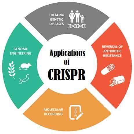 CRISPR Gene Editing Technology - How it Works, Uses & Limitations