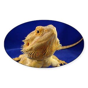 Bearded Dragon Stickers - CafePress