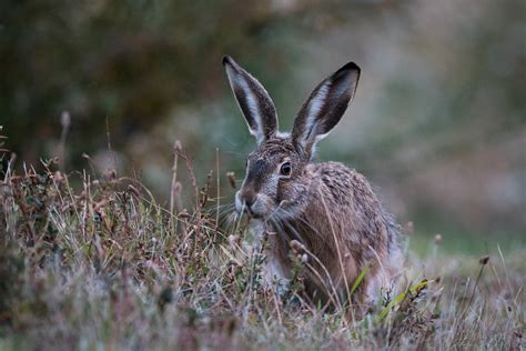 European Hare | Sean Crane Photography