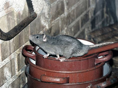 How to Get Rid of a Rat Infestation