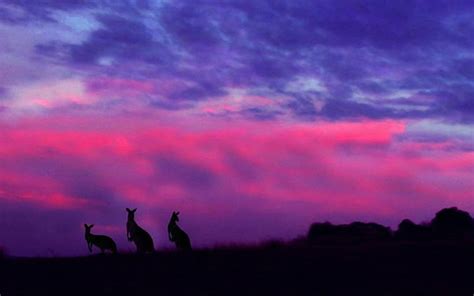 Kangaroo/Sunset, Purple, Aussie, Black, Silhouette, Sunset, Nature ...