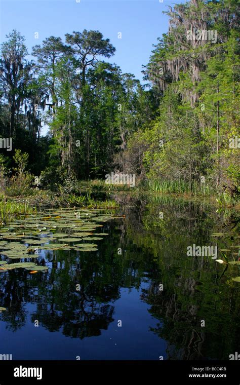 Okefenokee National Wildlife Refuge swamp Stock Photo - Alamy