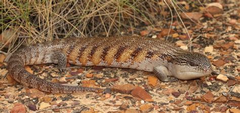 Eastern Blue-tongue Lizard - The Australian Museum