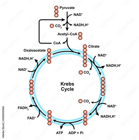 Illustration Of The Citric Acid Cycle Or Krebs Cycle Through Which ...