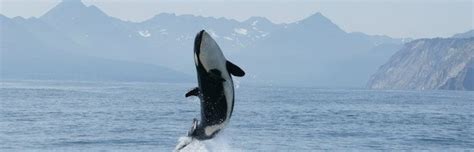 Killer Whale Habitat and Distribution - Killer Whale Facts and Information