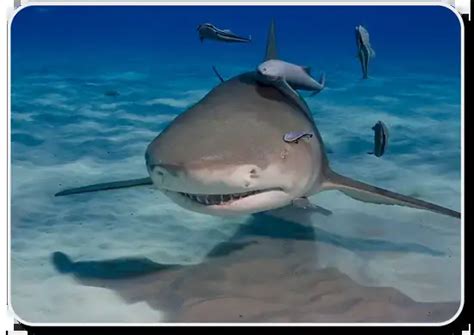 Lemon Shark Facts - Habitat ,Social Behavior & Human Interaction ...