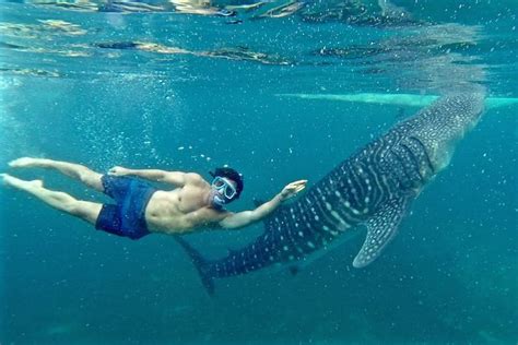 Swimming with Oslob Whale Sharks - Philippines Travel Guide ...