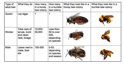 Social Behavior, BeeSpotter, University of Illinois