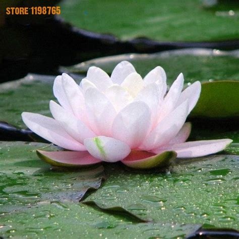 5pcs Water Lilies Seeds - BuyingSeed.com