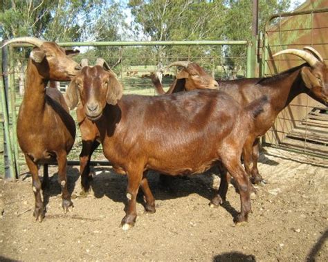 Buy Cheap Kalahari Red Goats in South Africa buy now