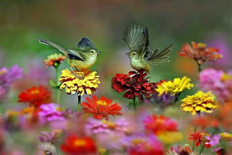 Flowers And Birds Wallpapers - Wallpaper Cave