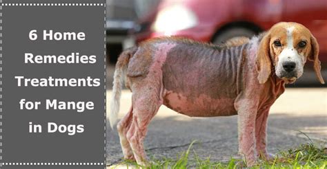 6 Home Remedies Treatments for Mange in Dogs | PetXU.com