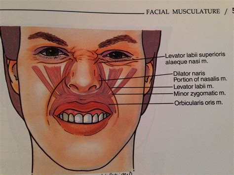 Pin by Mabrie Facial Institute on Facial Anatomy | Facial anatomy ...