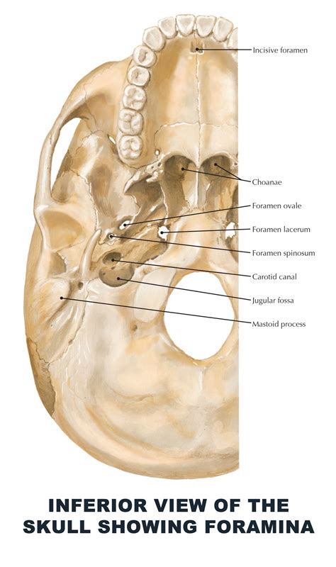 Inferior View Of Skull, The Skull | Anatomy and Physiology I : The 22 ...