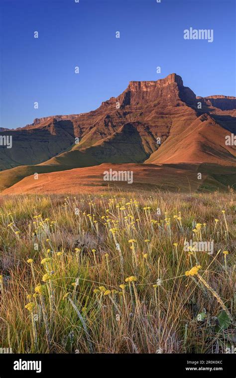 Sunrise at Amphitheatre with Eastern Buttress, Tugela Valley ...