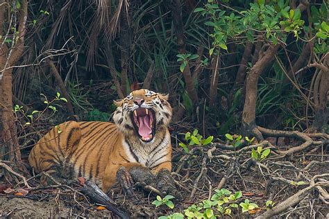 Decoding The Mysterious Mangrove Tigers Of The Sundarbans - WorldAtlas