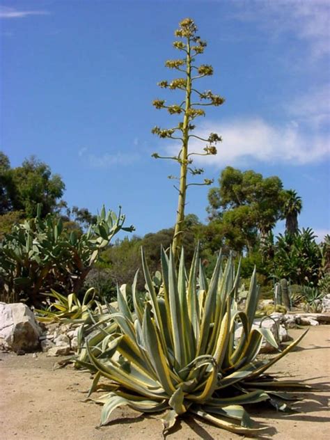 Agave americana 'Marginata' (Variegated Century Plant) | World of ...