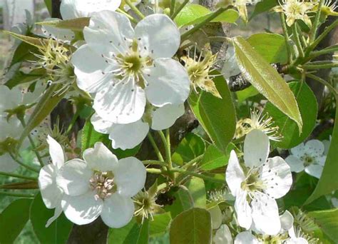 pear tree blossoms - Antiquity Oaks