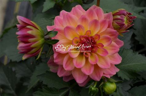 Dahlia Hypnotica Rose Bicolor | Floral Acres