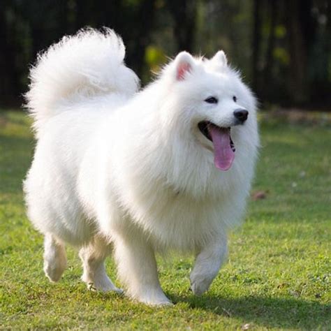 Chó Samoyed | Mua bán Chó Samoyed đẹp thuần chủng giá rẻ 5giay