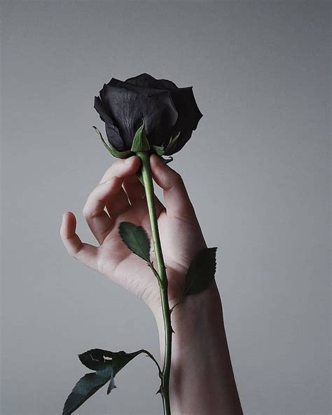 236 Hd Wallpaper Of Black Rose - MyWeb