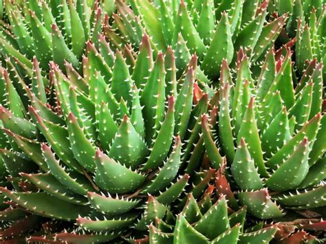 26 Different Types of Aloe Vera Colorful Succulents, Growing Succulents ...