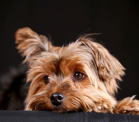 Teacup Yorkie – The World’s Smallest Dog - Savory Prime Pet Treats