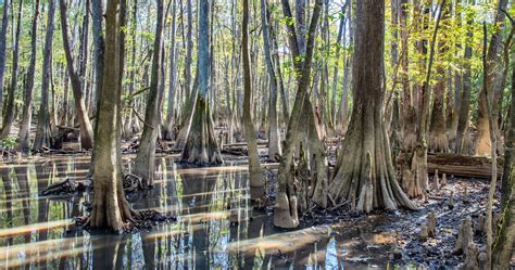 One Perfect Day in Congaree National Park – Earth Trekkers