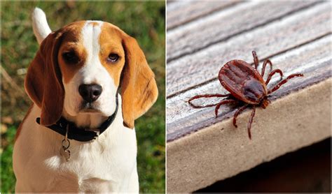 Brown Dog Tick: Removal And Treatment