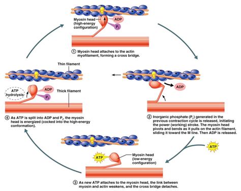 Muscle Contraction Diagram | Quizlet