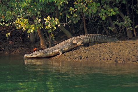 Welcome To Sundarban Wildlife Tour | Linkage Tours & Travels