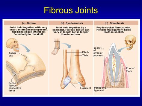 Fibrous joints are where two adjacent bones are bound by collagen ...