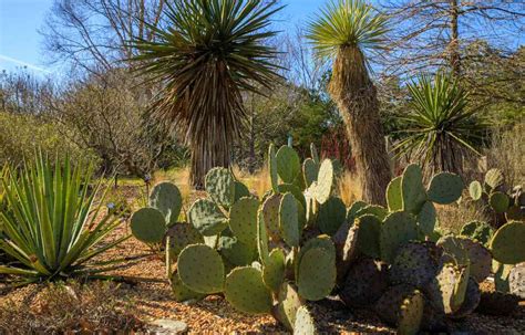 Desert Plants: With Names and Pictures