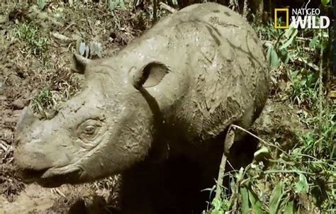 “Operation Sumatran Rhino: Mission Critical” – a Nat Geo Wild ...