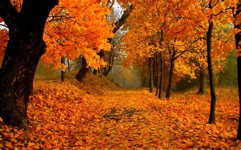 Fall Trees Wallpaper (70+ images)