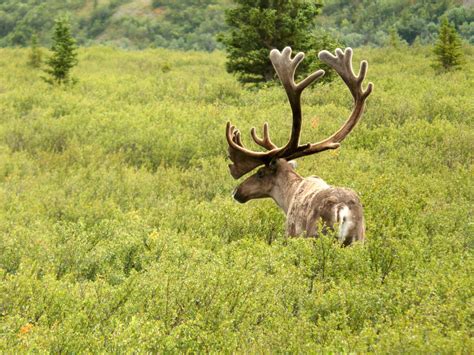 Alaska Wildlife - Denali National Park | Alaska Animals | Alaska's "Big ...