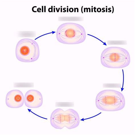 Stages Of Mitosis Diagram Labeled