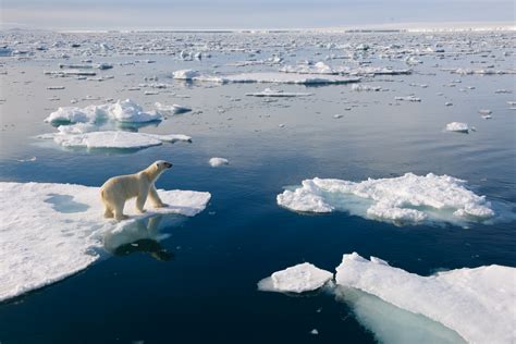 11 facts you didn’t know about polar bears | WWF