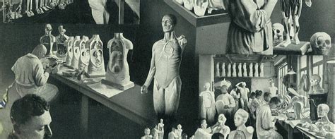 Hunterian Museum | Model Anatomy