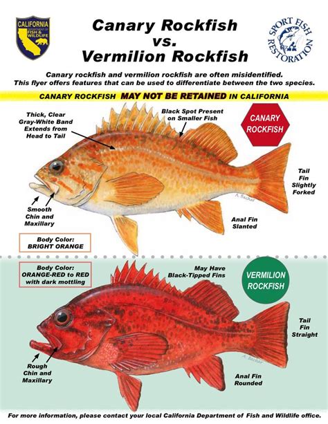 72 best images about Rockfish and Lingcod on Pinterest | Red snapper ...