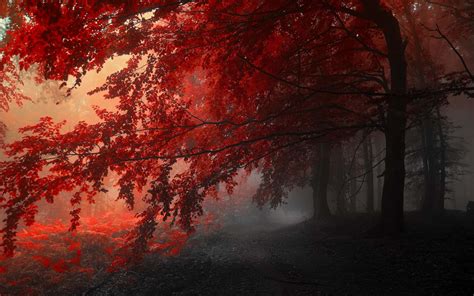 Red Fall Trees Wallpaper