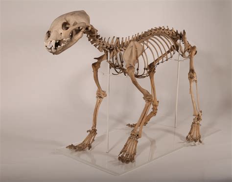 Gulo gulo | Animal skeletons, Animal bones, Animal skulls