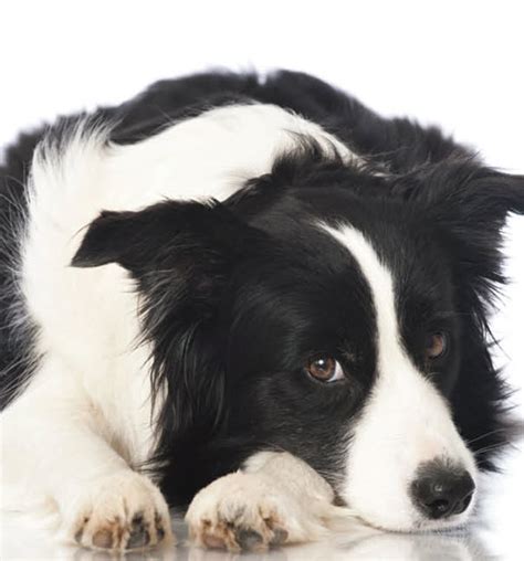 Border Collie | Newport Harbor Animal Hospital