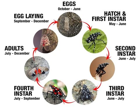 Spotted Lanternfly Information | Middletown, NJ