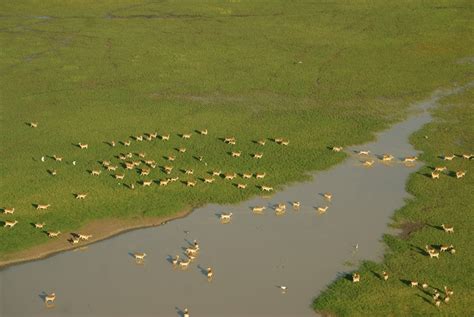 Restoring Wattled Crane Habitat on the Kafue flats | Fondation Segré