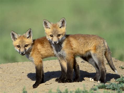 Wild Fox Cubs Wallpaper - Free Fox Downloads