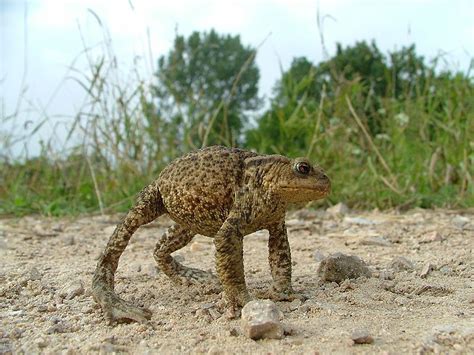 Cane Toad-Bufo marinus | Animalia Enthusiasts