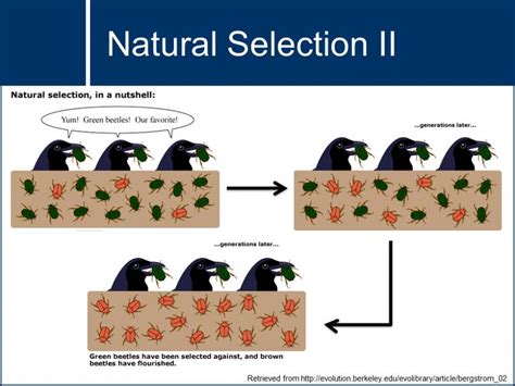 Natural Selection Examples