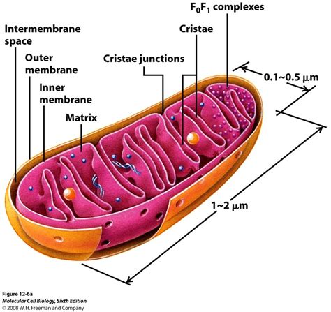 Need Some Energy? - Cells & Organelles