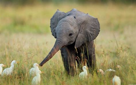 "Awww-inspiring Moments: 30 Photos of Baby and Mom Elephants That Will ...